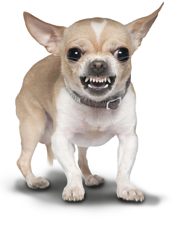 angry-chihuahua2 difficult dog certified